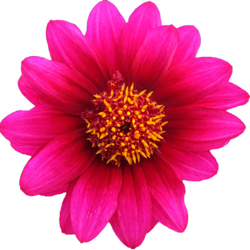Category